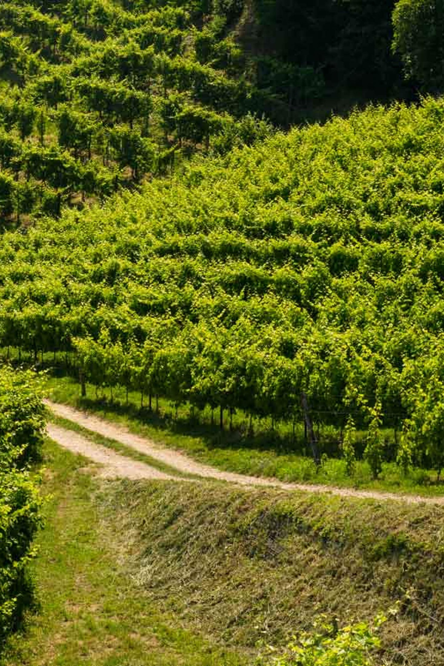 Prosecco Wine